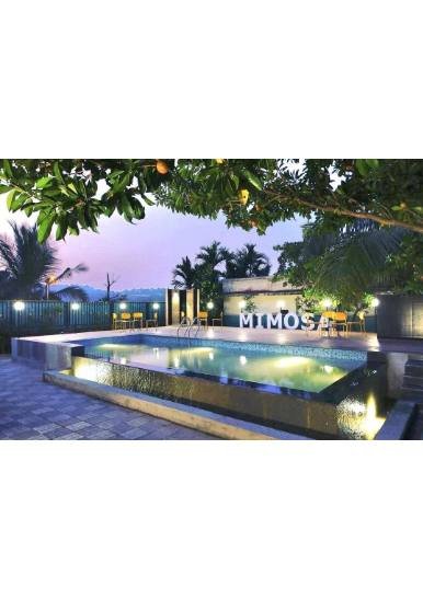 Mimosa - view 2